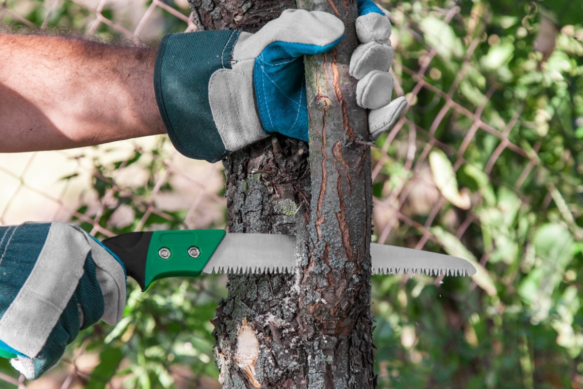 An image of Tree Trimming Services in Needham, MA