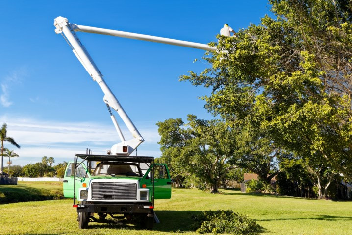 An image of Tree Removal Services in Needham, MA